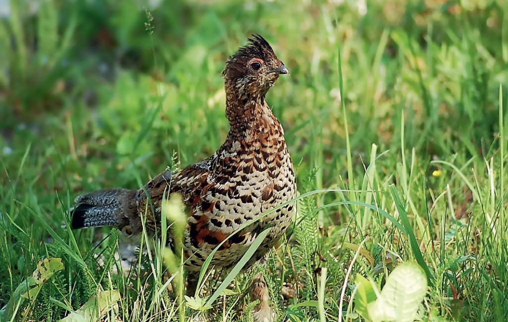 Šajā bildē ir redzama mežirbes mātīte, savukārt raksta sākumā daudz kontrastainākais tēviņš ar melno pazodi un sarkanu uzaci. Foto: Selga Bērziņa / selgasfoto.lv