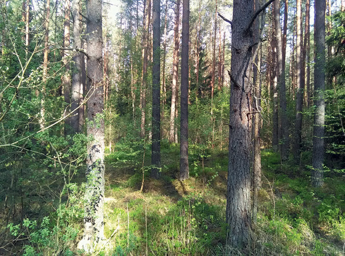 Mežirbes dzīvotne. Foto: Viesturs Ķerus