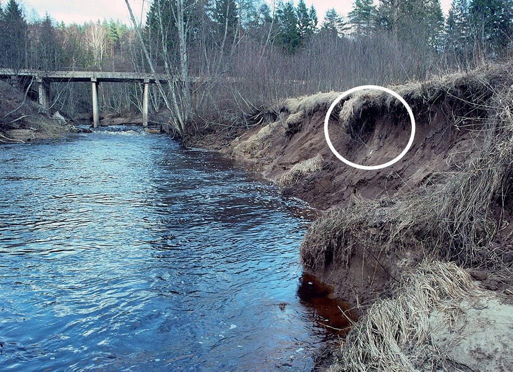 Riežupes stāvkrasts ar zivju dzenīšu alu, kas atrodas tuvu krasta augšmalai virs bildē knapi manāmā baltā kaļķojuma. | Foto: Edmunds Račinskis