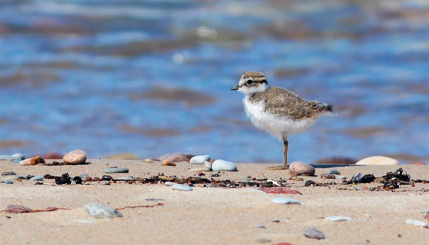 Smilšu tārtiņa Chradrius hiaticula vēl nelidojošs jaunais putns Kurzemes pludmalē starp Liepeni un Ovišiem (17.06.2020.). Cāļi iegūst lidspēju tikai 24 dienas pēc izšķilšanās un šajā periodā ir pakļauti lielam bojāejas riskam. Foto: Sintija Martinsone