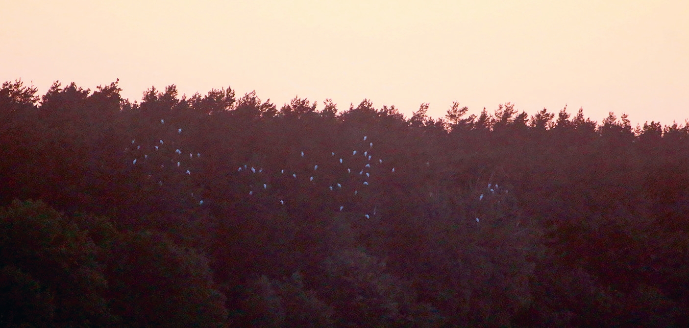 Baltie gārņi uz nakšņošanu pulcējas kokos, kur ir labi saskaitāmi pat krēslā. Foto: Ruslans Matrozis