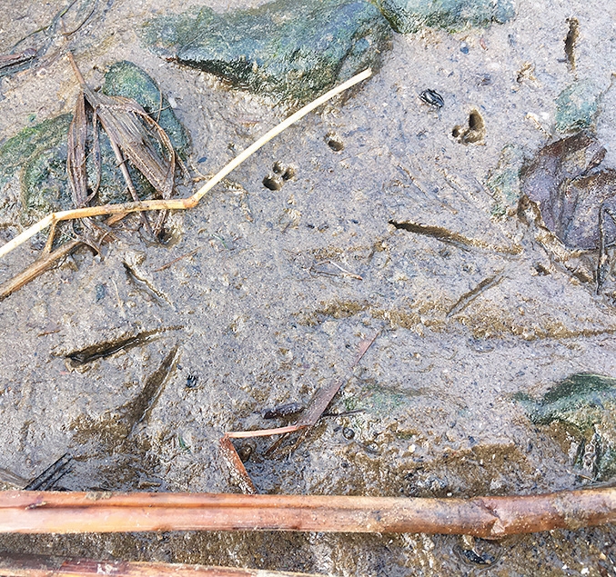 Ja izdodas atrast dubļos vai sniegā raksturīgās pēdas un caurumiņus no knābja, tā ir laba pazīme vistilbes (pēdas garums 3,2x3,8 cm) vai mērkaziņas (4,0x4,6 cm) klātbūtnei. Foto: Ruslans Matrozis