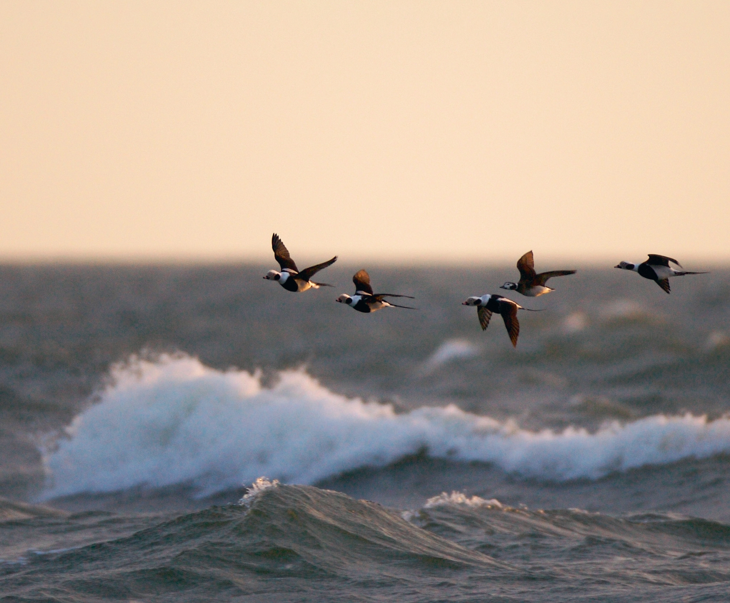 Foto: Agris Krusts / calidris.lv