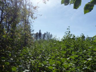 7. attēls. Ligzda atrasta jau ciršanai sagatavotā mežā, un ligzdas koks nebija izzīmēts kā atstājams. VMD informēja, ka izsniegts ciršanas apliecinājums, un šī iemesla dēļ mikrolieguma pieteikums nav iesniegts. Pēc VMD iejaukšanās ap ligzdu izzīmēta atstājamo koku grupa. 31.08.2019. konstatēts, ka ligzdas nogabals ir nozāģēts un ligzda nav apdzīvota (ligzdas koks atrodas koku grupā, kas redzama attēla centrālajā daļā). | Foto: Imants Jakovļevs