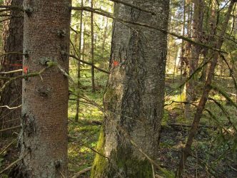 8. attēls. Ligzdas nogabals sagatavots mežizstrādei, ligzdas koks (bērzs) nav izzīmēts kā atstājams. Ligzda ir labi redzama. 04.05.2018. | Foto: Jānis Ķuze