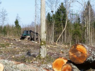 6. attēls. Ligzda atrasta 20.04.2017. un noteikta kā mazo ērgļu apdzīvota. Tiešā tās tuvumā notika mežsaimnieciskā darbība. | Foto: Imants Jakovļevs